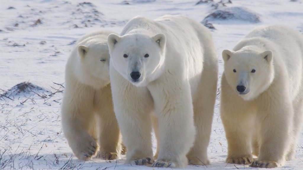 Why We Need To Protect Polar Bears